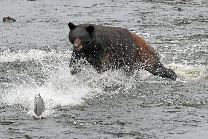 2-Hour Wildlife and Culture small van Excursion in Ketchikan - Photo 1 of 9